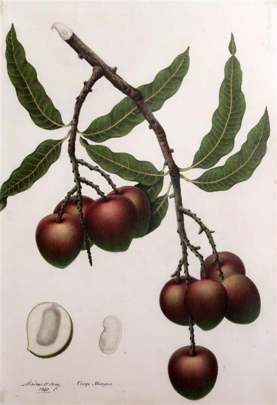 Indian School c.1840 Pauvacaw and Coondoomunny; Unripe Mangoes; Rangoon Creeper; Moonthree Pulham 21 x 14in.